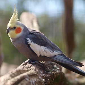 Cockatiel (April 19th, 2015)