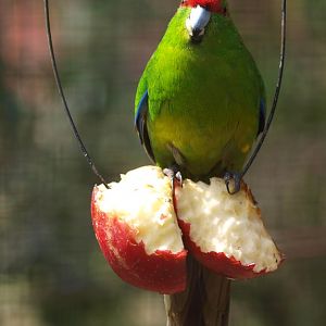 Red-crowned parakeet (April 19th, 2015)