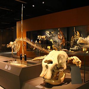 Lee Kong Chian Natural History Museum - Mammals