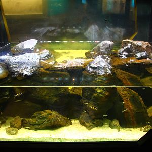 Lee Kong Chian Natural History Museum - Live display