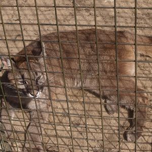 Juvenile mountain lion (April 19th, 2015)