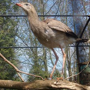 Red-legged seriema (April 19th, 2015)