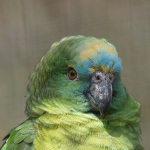 Blue-fronted amazon (April 19th, 2015)