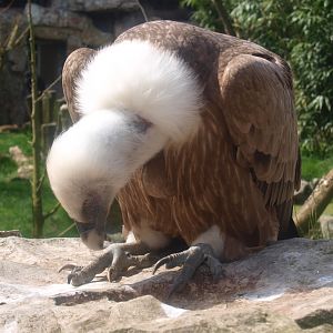 Griffon vulture (April 19th, 2015)