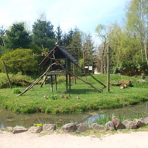 Common squirrel monkey island (April 19th, 2015)