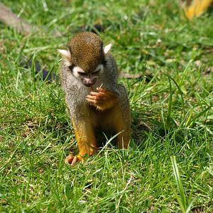 Common squirrel monkey (April 19th, 2015)