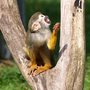 Common squirrel monkey (April 19th, 2015)