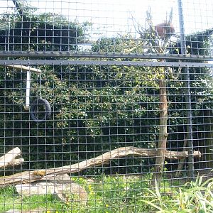 Caracal cage (April 19th, 2015)