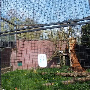 Caracal cage (April 19th, 2015)