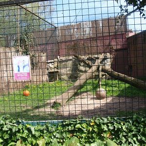 Cage holding young striped hyena (April 19th, 2015)