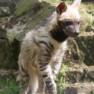 Young striped hyena (April 19th, 2015)