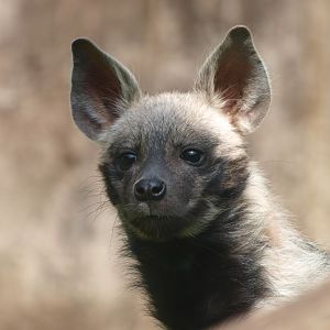 Young striped hyena (April 19th, 2015)