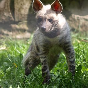 Young striped hyena (April 19th, 2015)