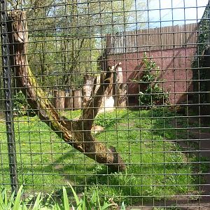 Serval cage (April 19th, 2015)