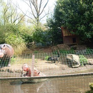 Arctic fox island (April 19th, 2015)