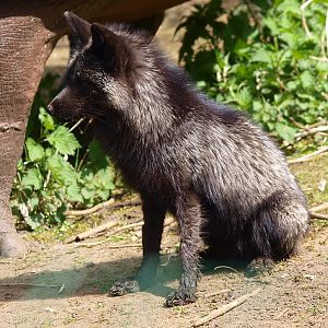 Arctic fox (April 19th, 2015)