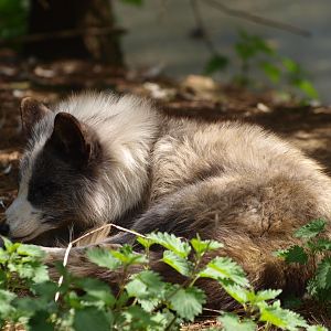 Arctic fox (April 19th, 2015)