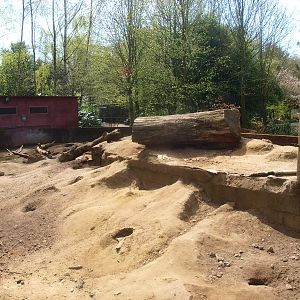 Crested porcupine and prairie dog exhibit (April 19th, 2015)