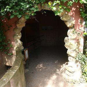 Crested porcupine building (April 19th, 2015)