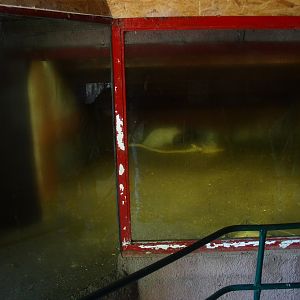 Crested porcupine indoor housing (April 19th, 2015)