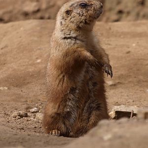 Black-tailed prairie dog (April 19th, 2015)