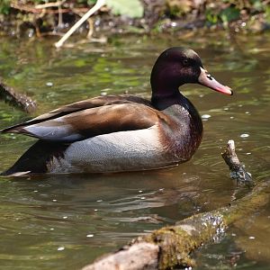 Red-crested pochard/Mallard hybrid (April 19th, 2015)