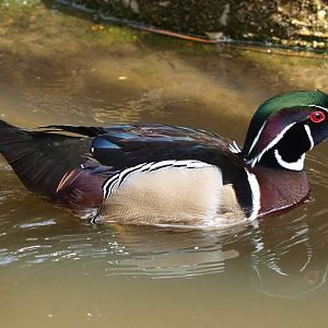 Wood duck (April 19th, 2015)