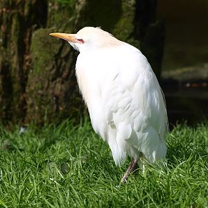 Cattle egret (April 19th, 2015)