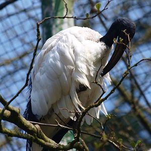Sacred ibis (April 19th, 2015)