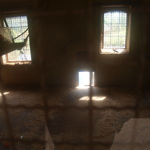 Lar gibbon indoor housing (April 19th, 2015)