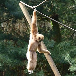 Lar gibbon (April 19th, 2015)