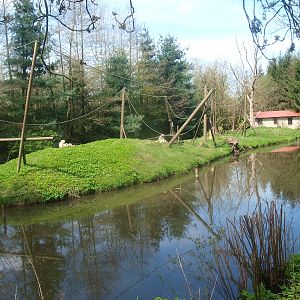 Lar gibbon island (April 19th, 2015)