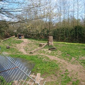 Golden and white Bengal tiger enclosure (April 19th, 2015)