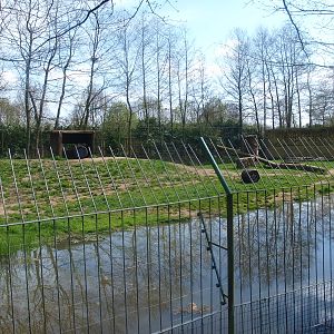 Golden and white Bengal tiger enclosure (April 19th, 2015)