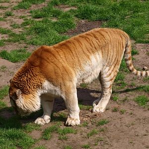 Golden tiger (April 19th, 2015)