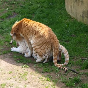 Golden and white tiger mating (April 19th, 2015)