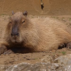 Capybara (April 19th, 2015