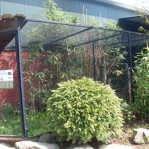 Southern boobook aviary (April 19th, 2015)