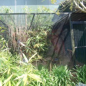 Rufous-legged owl aviary (April 19th, 2015)