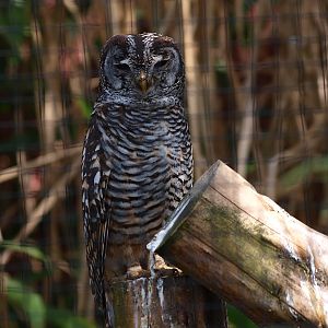 Rufous-legged owl (April 19th, 2015)