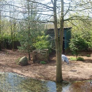 Australian sarus crane enclosure (April 19th, 2015)