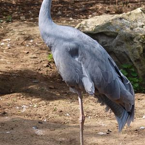 Australian sarus crane (April 19th, 2015)