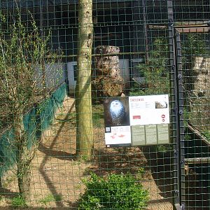 Snowy owl aviary (April 19th, 2015)