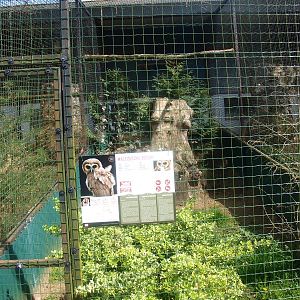 Brown wood owl aviary (April 19th, 2015)