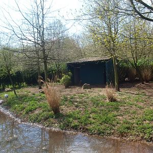 Brolga enclosure (April 19th, 2015)