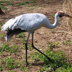 Brolga (April 19th, 2015)