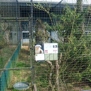 Long-legged buzzard aviary (April 19th, 2015)