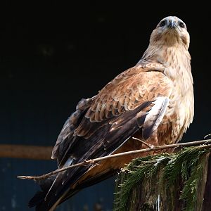 Long-legged buzzard (April 19th, 2015)