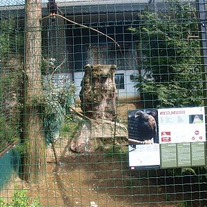 Harris' hawk aviary (April 19th, 2015)
