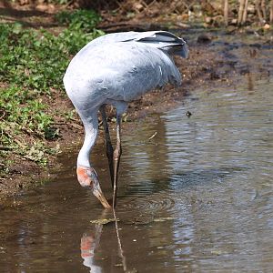 Foraging brolga (April 19th, 2015)